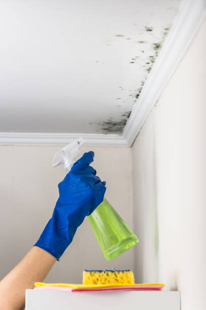 Professional Mold Remediation in Spicer, MN